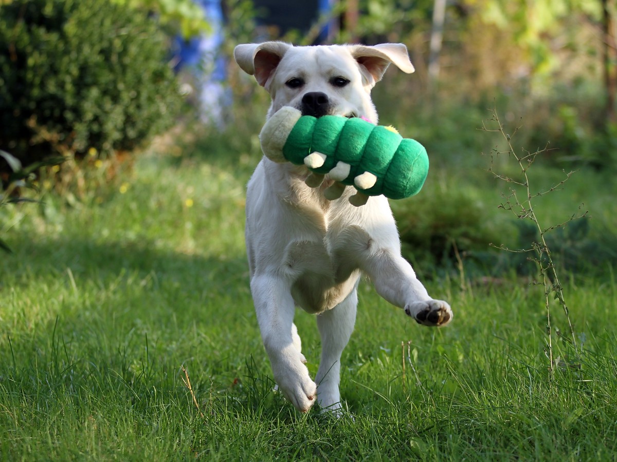 LABRADORSKÝ RETRIEVER