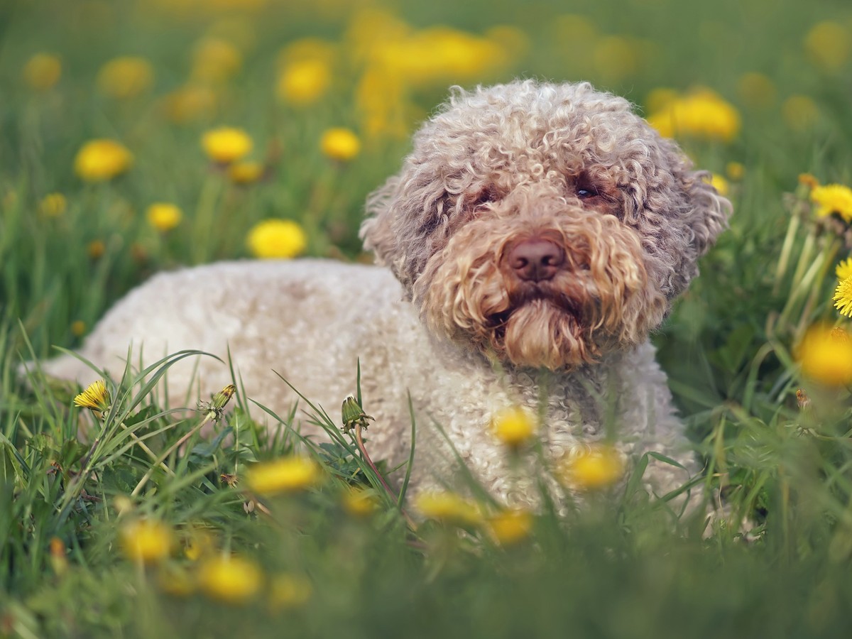 LAGOTTO ROMAGNOLO