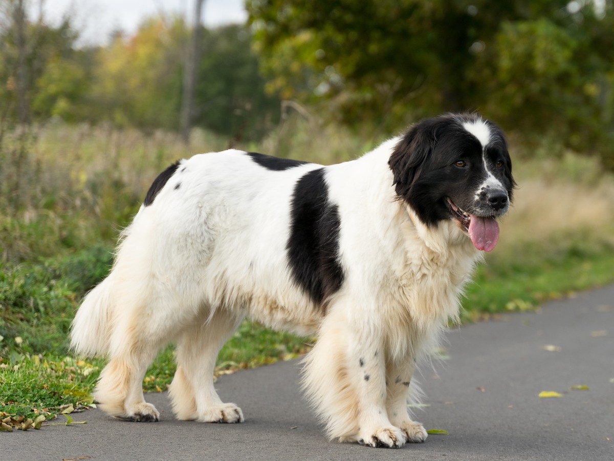 LANDSEER