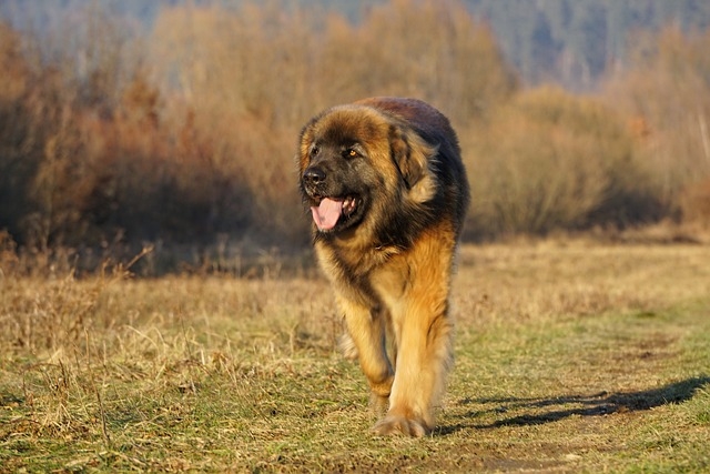 LEONBERGER