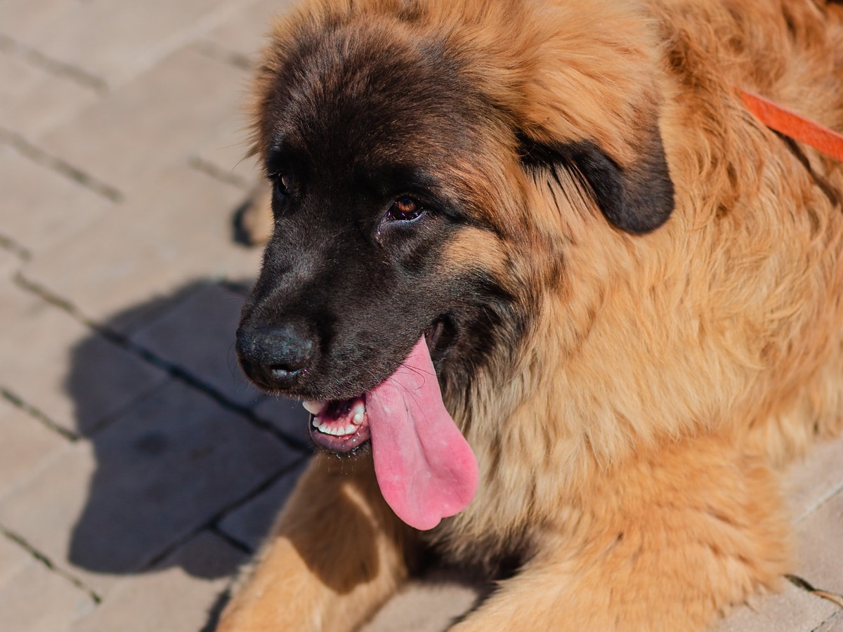 LEONBERGER