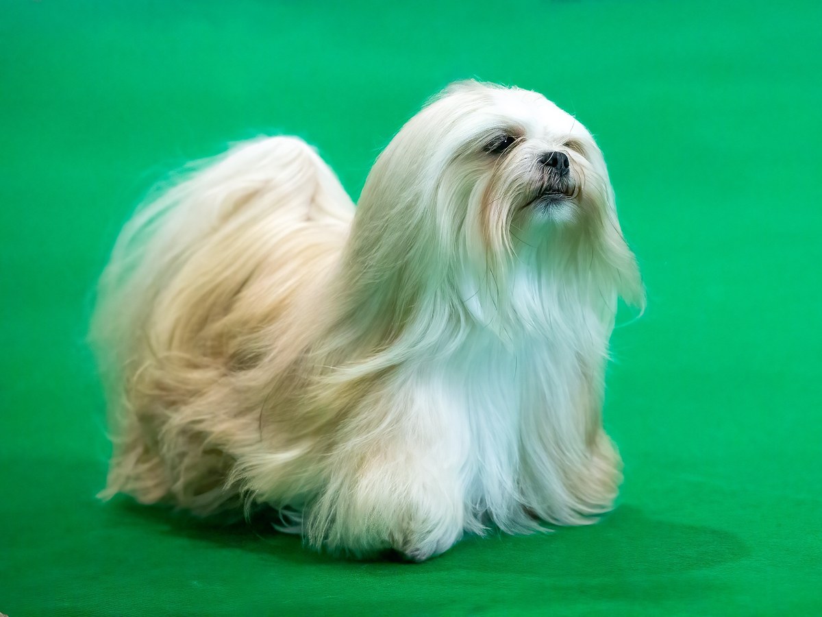 LHASA APSO