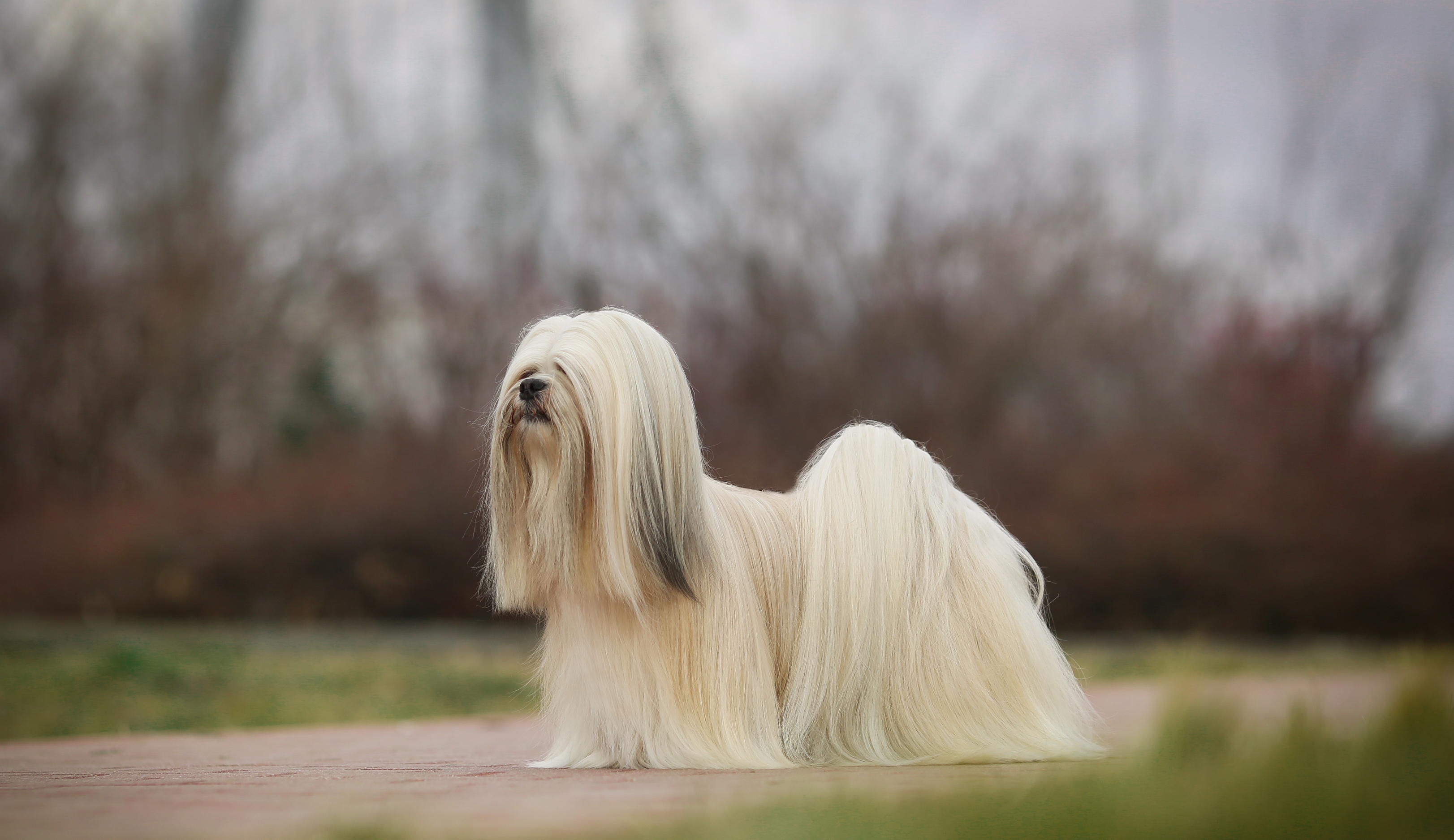 LHASA APSO