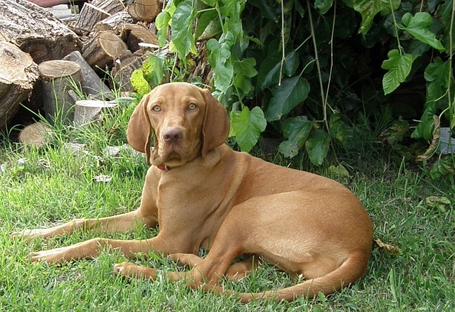 MAĎARSKÝ STAVAČ KRÁTKOSRSTÝ