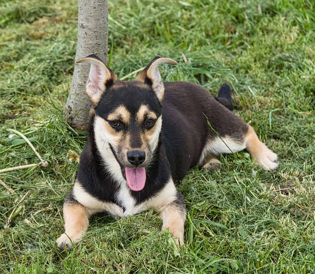 MALI MEDIMURSKI PAS - MEDI