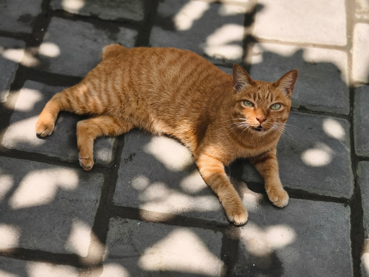 MANSKÁ KOČKA MANX