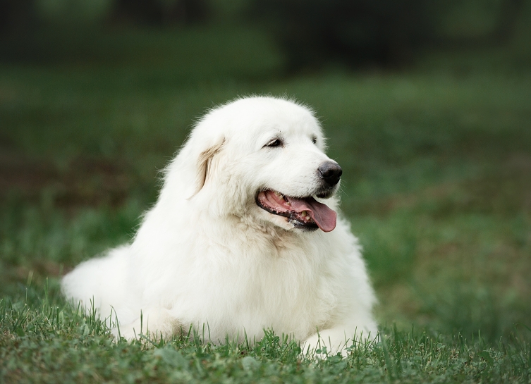 MAREMMANSKO-ABRUZSKÝ PASTEVECKÝ PES