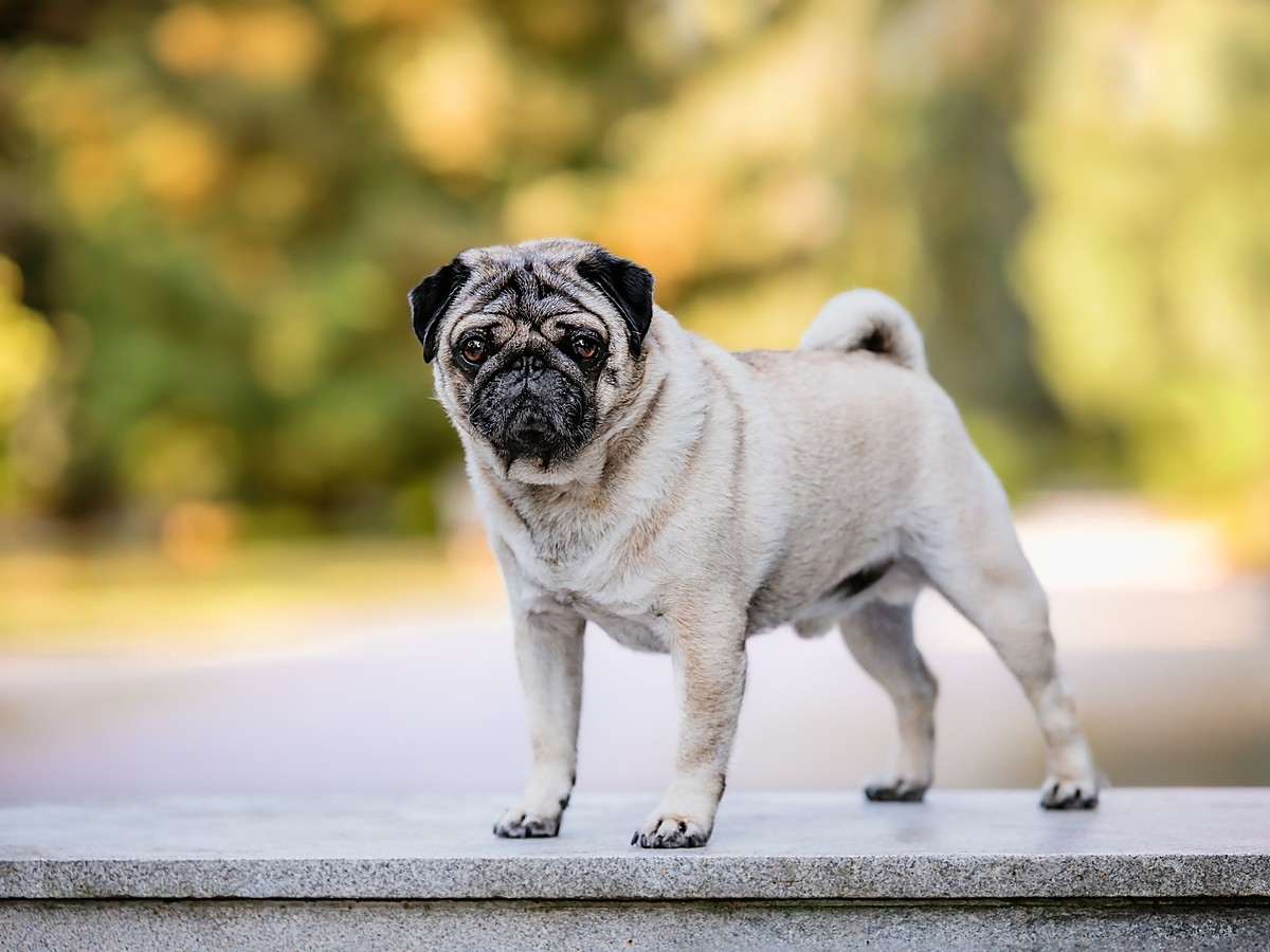 MOPS