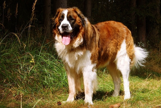 MOSKEVSKÝ STRÁŽNÍ PES