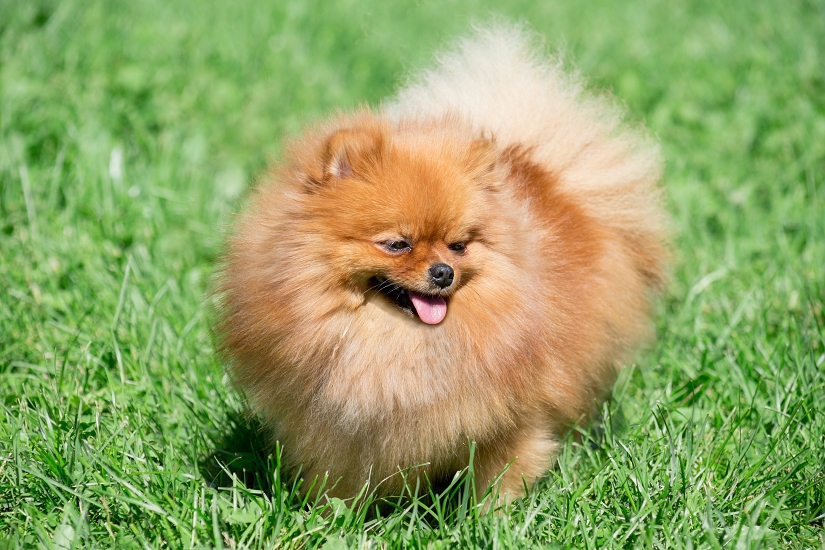 NĚMECKÝ ŠPIC TRPASLIČÍ (POMERANIAN)