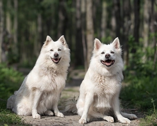NEMECKÝ ŠPIC VEĽKÝ