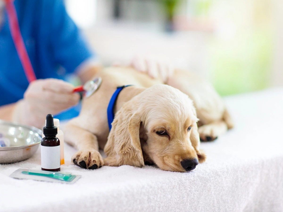 Najčastejšie choroby psov: príznaky, prevencia a kedy k veterinárovi