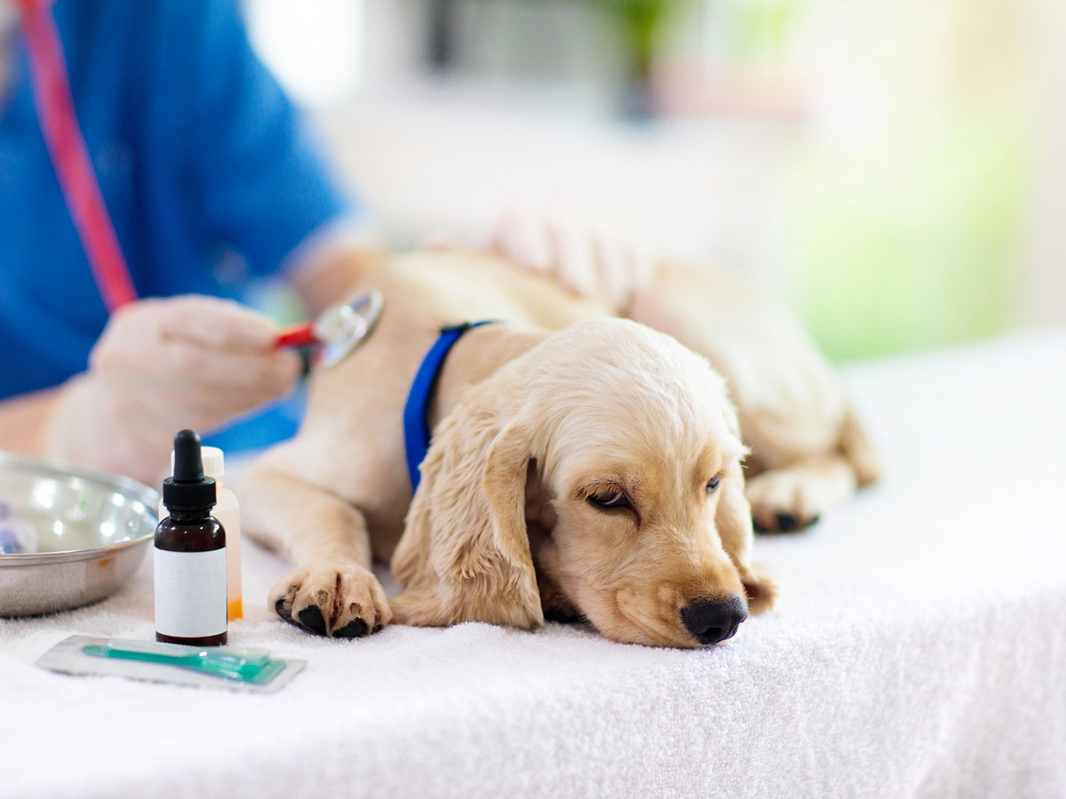 Nejčastější nemoci psů: příznaky, prevence a kdy k veterináři