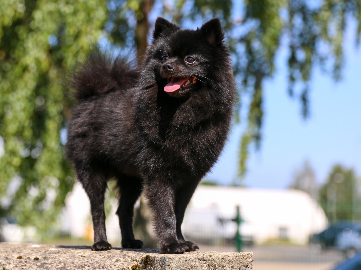 NEMECKÝ ŠPIC TRPASLIČÍ (POMERANIAN)