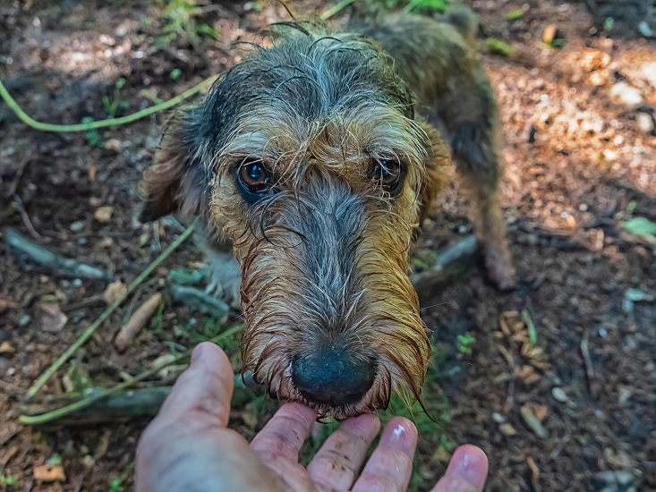 NIVERNAISSKÝ HRUBOSRSTÝ DURIČ