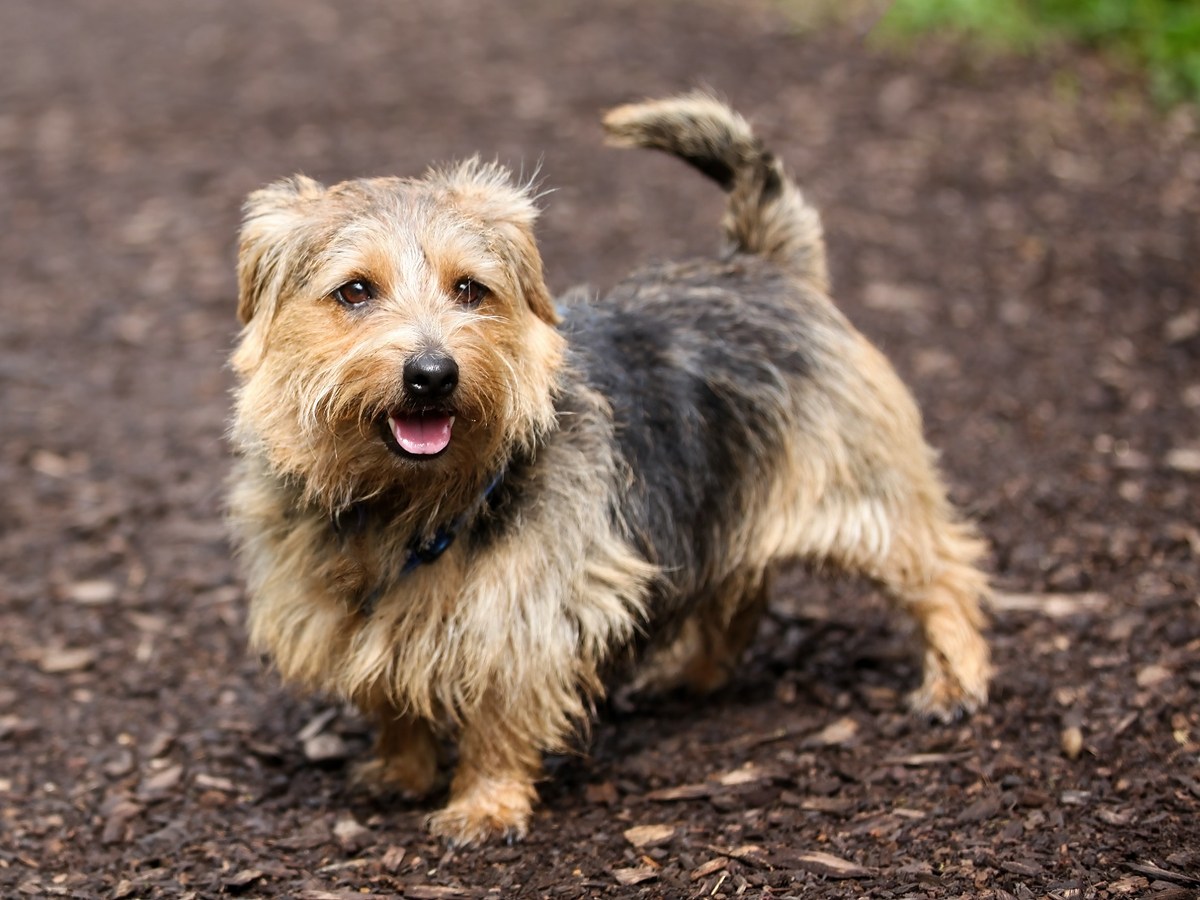 NORFOLK TERRIER