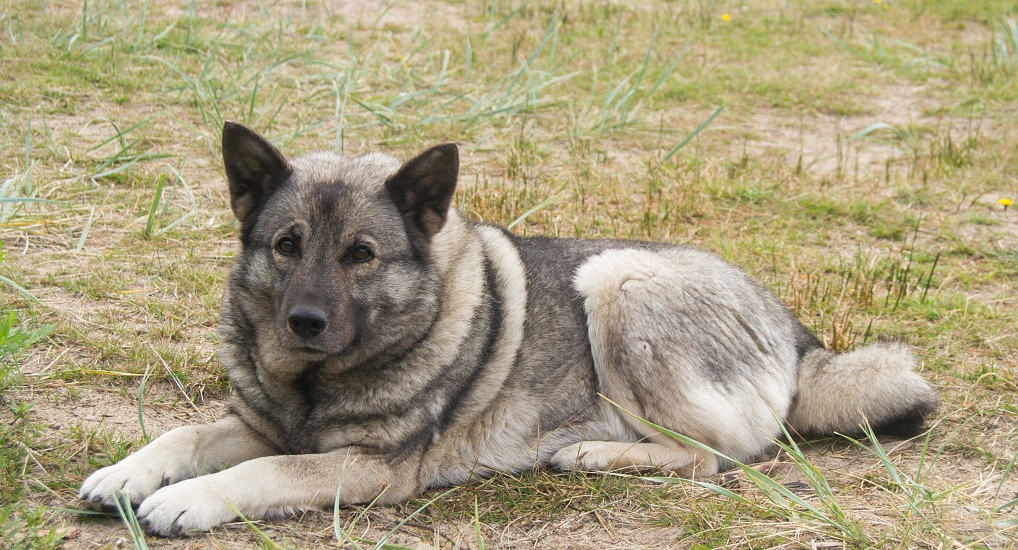 NORSKÝ LOSÍ PES ŠEDÝ
