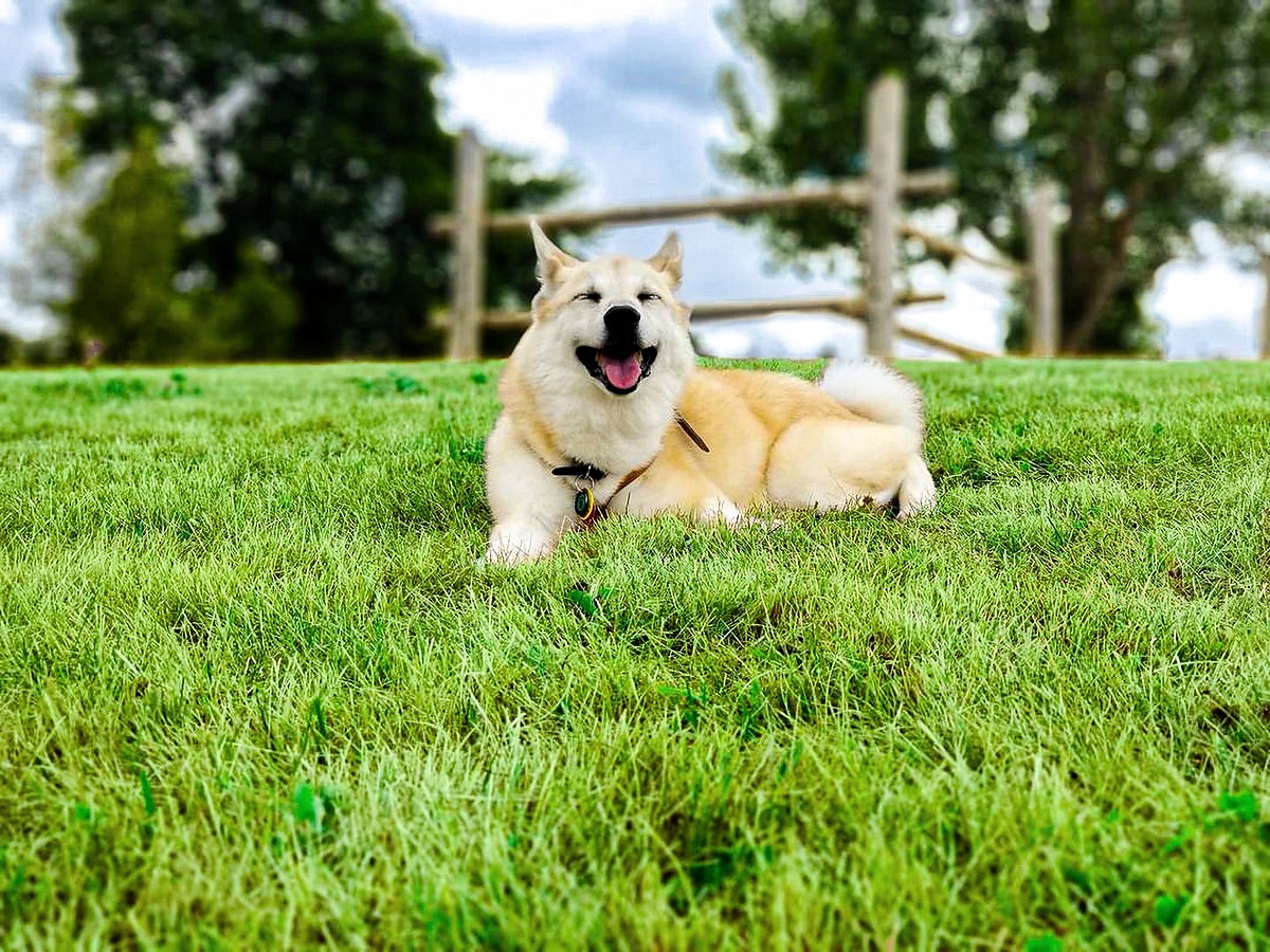 NÓRSKÝ BUHUND
