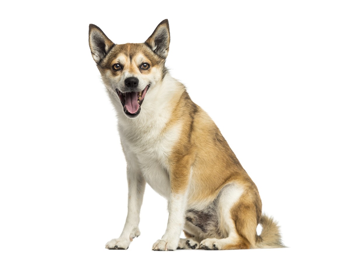 NÓRSKY LUNDEHUND
