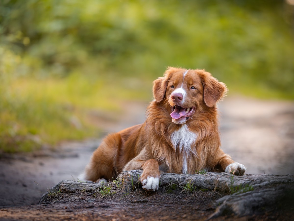 NOVA SCOTIA DUCK TOLLING RETRIEVER