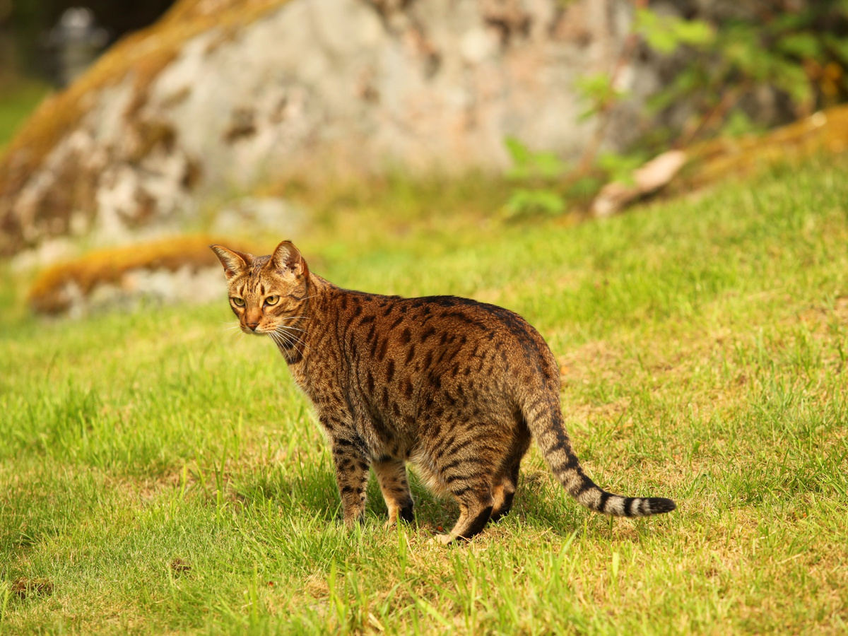 OCICAT
