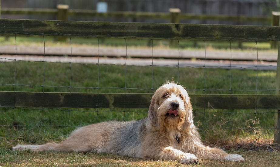 OTTERHOUND
