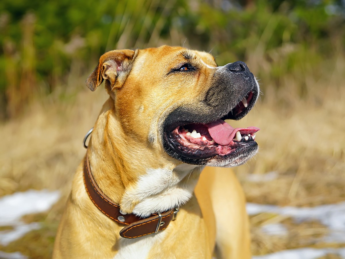 PERRO DE PRESA MALLORQUIN ( MALORSKÁ DOGA )