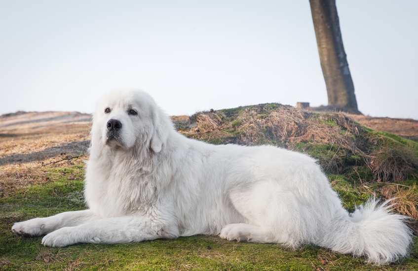 PODHALANSKÝ OVČIAK