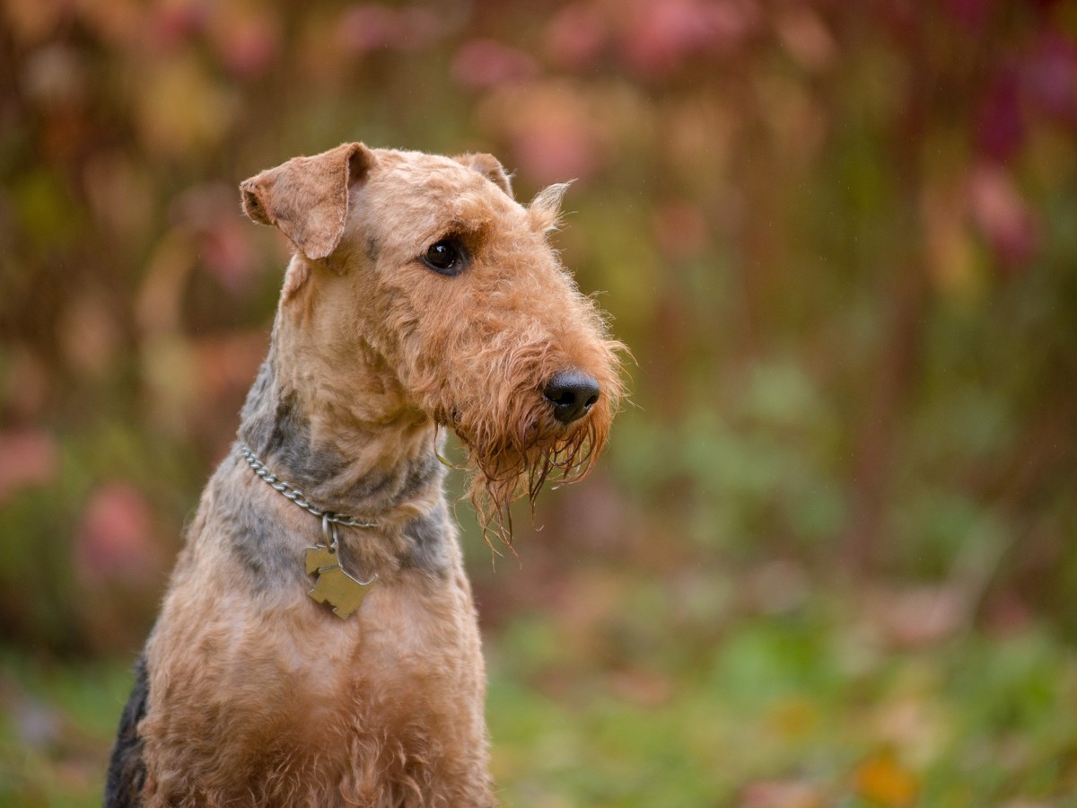 AIREDALE TERIER