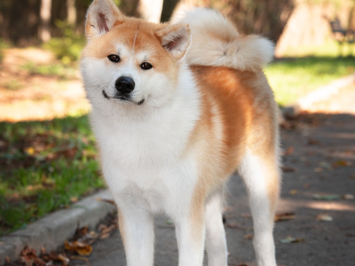 AKITA INU