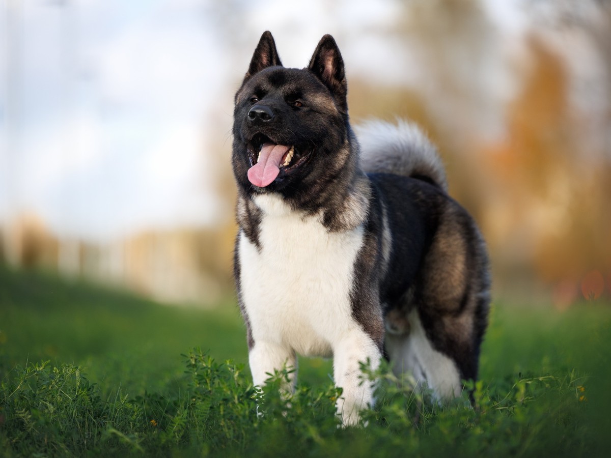 AMERICKÁ AKITA
