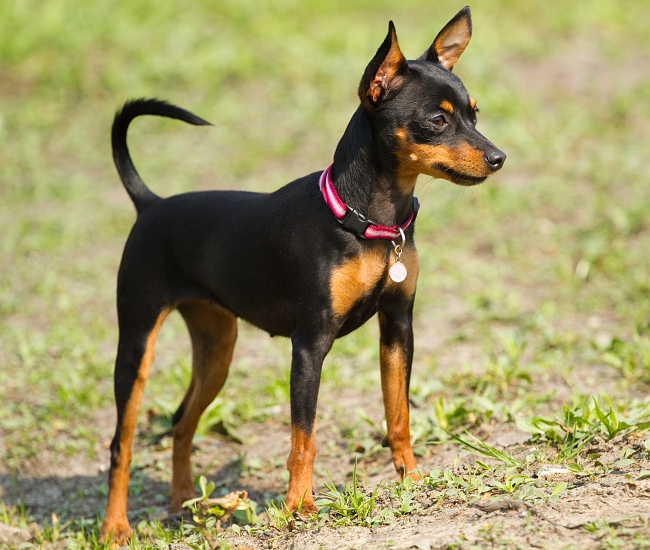 PRAŽSKÝ KRYSAŘÍK