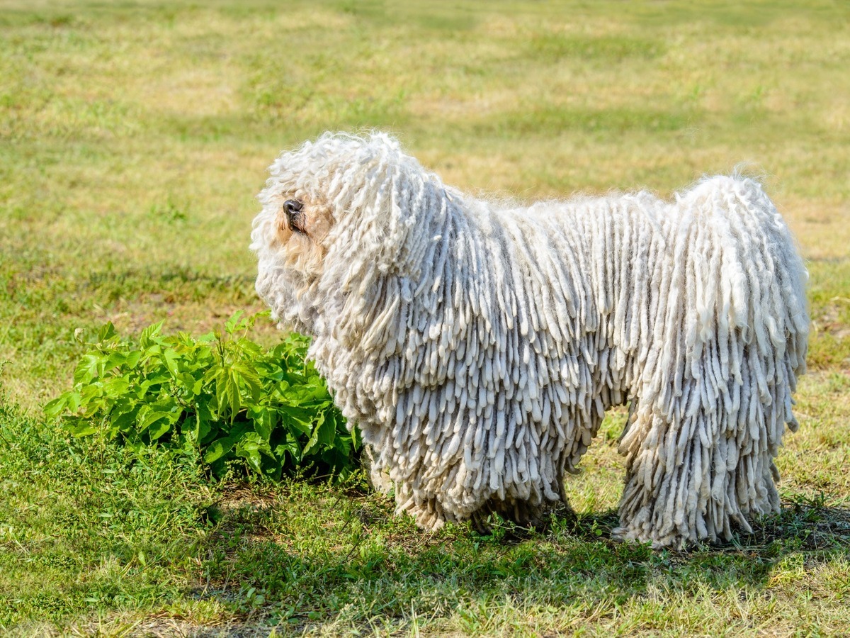 PULI