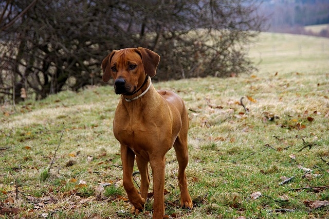 RHODÉSKÝ RIDGEBACK