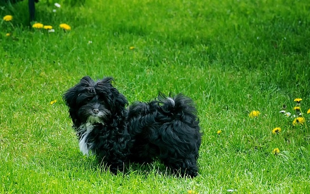 RUSKÁ FAREBNÁ BOLÓNKA