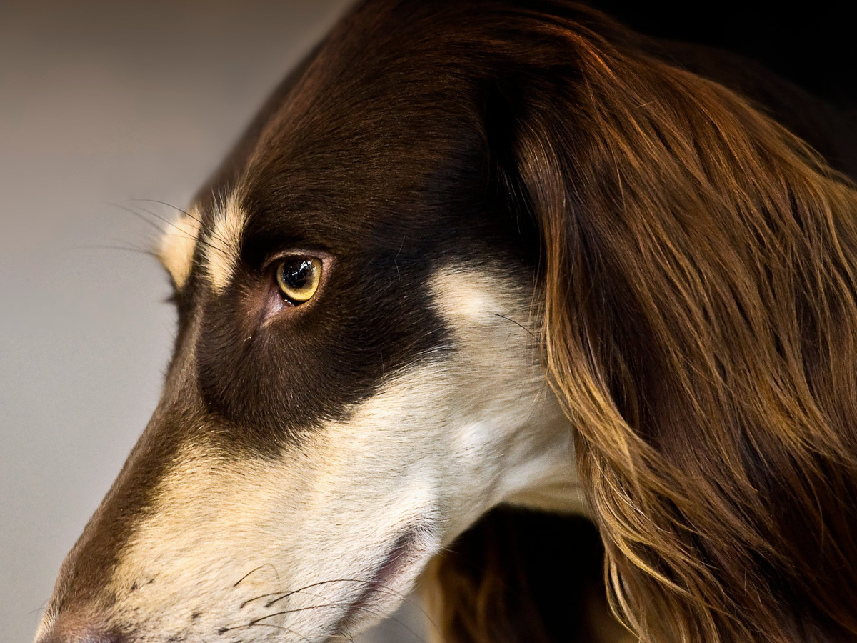 SALUKI