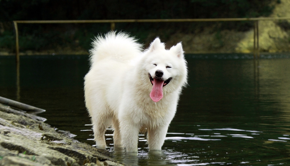 SAMOJED