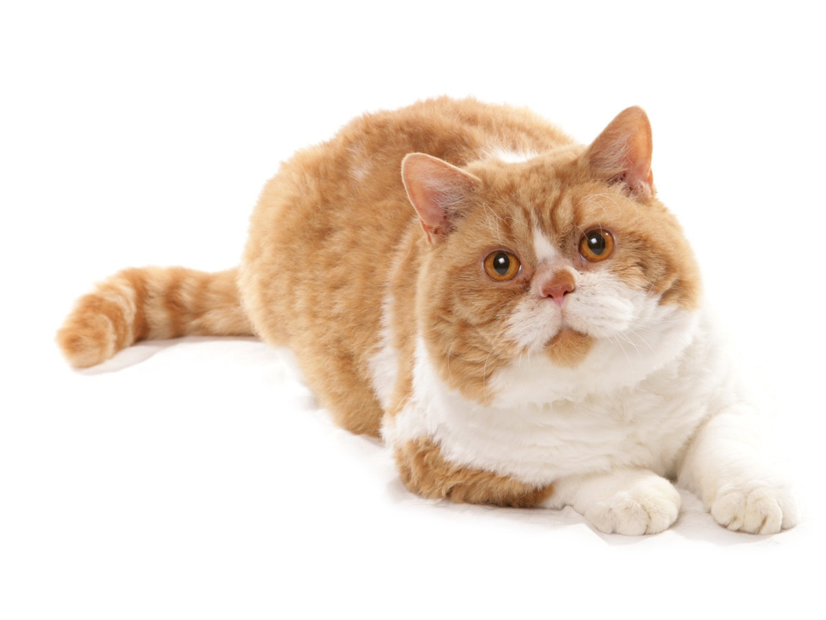 SELKIRK REX KRÁTKOSRSTÝ
