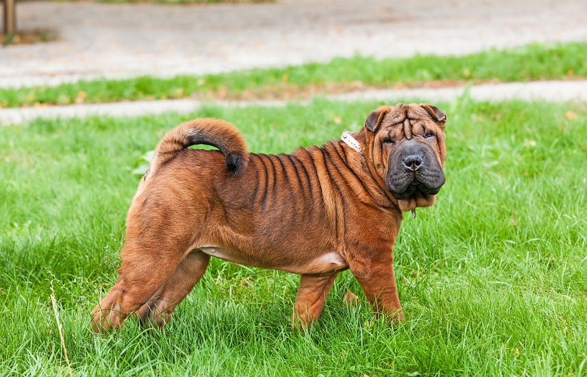 SHAR-PEI