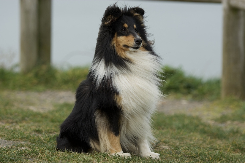 SHELTIE