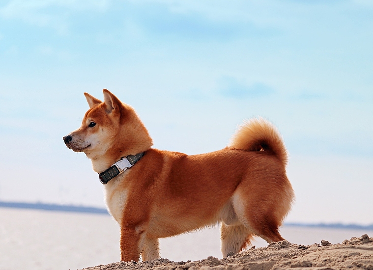 SHIBA-INU