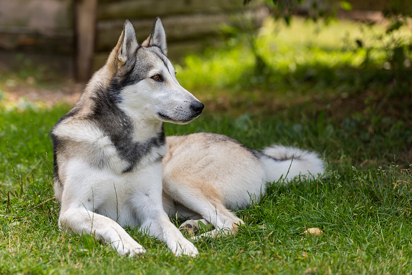 ZÁPADOSIBÍRSKA LAJKA