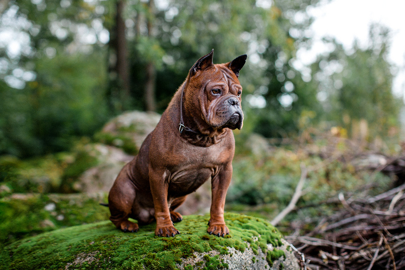 CHINESE CHONGQUING DOG