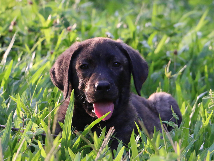 CAO DE CASTRO LABOREIRO