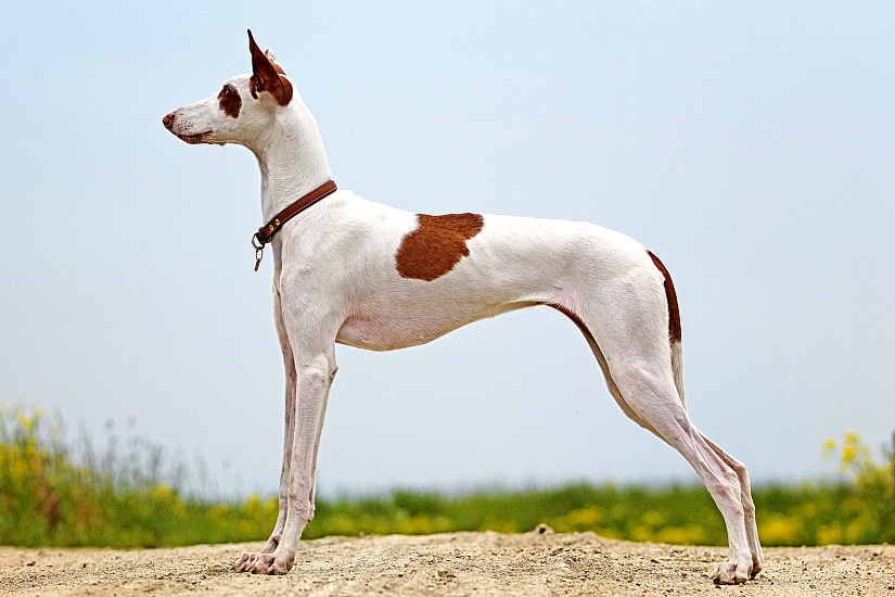 IBIZSKÝ PODENCO