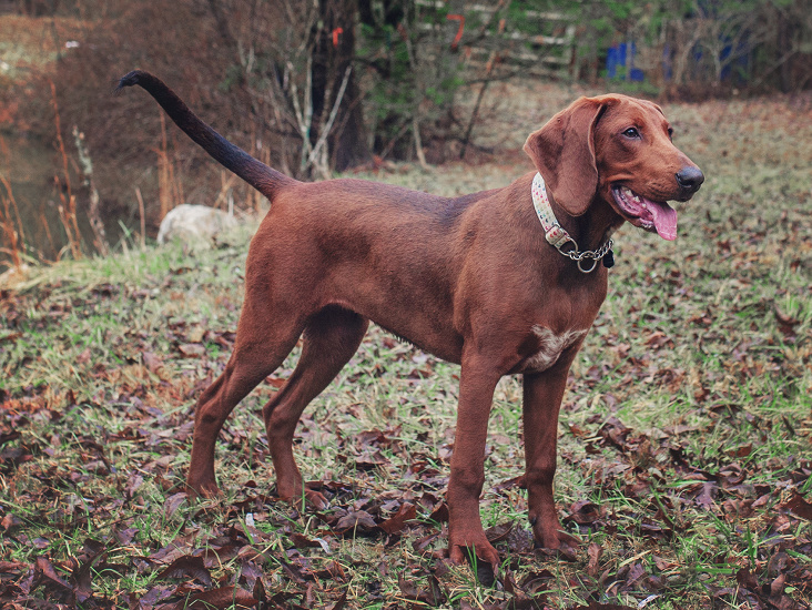 REDBONE COONHOUND