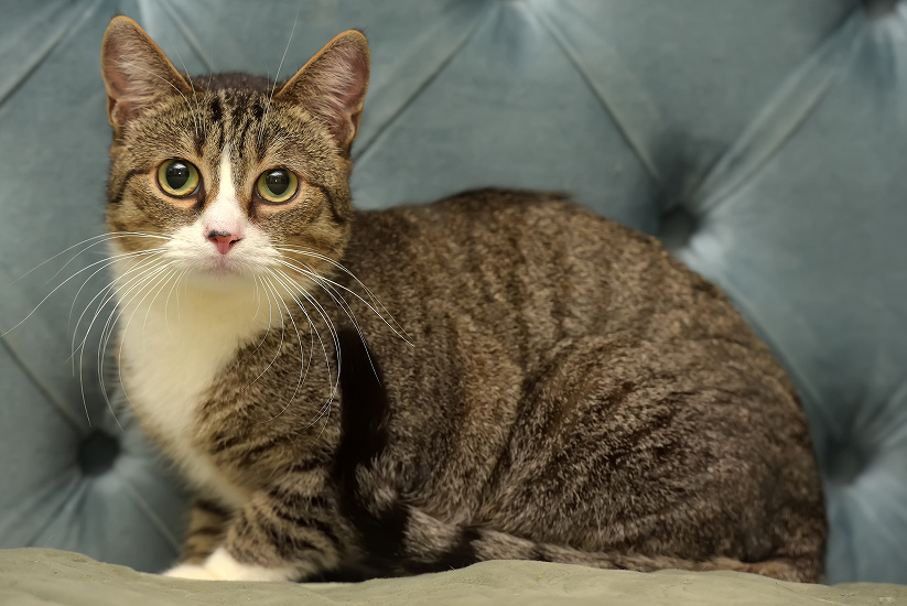 EURÓPSKA KRÁTKOSRSTÁ MAČKA