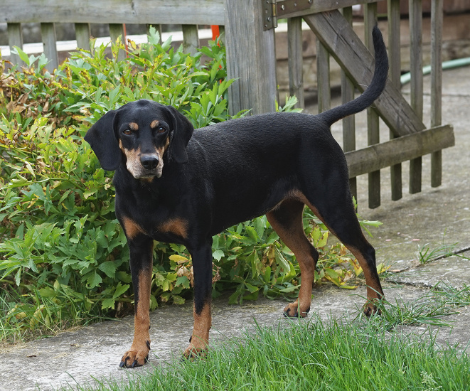 RAKÚSKY KRÁTKOSRSTÝ DURIČ