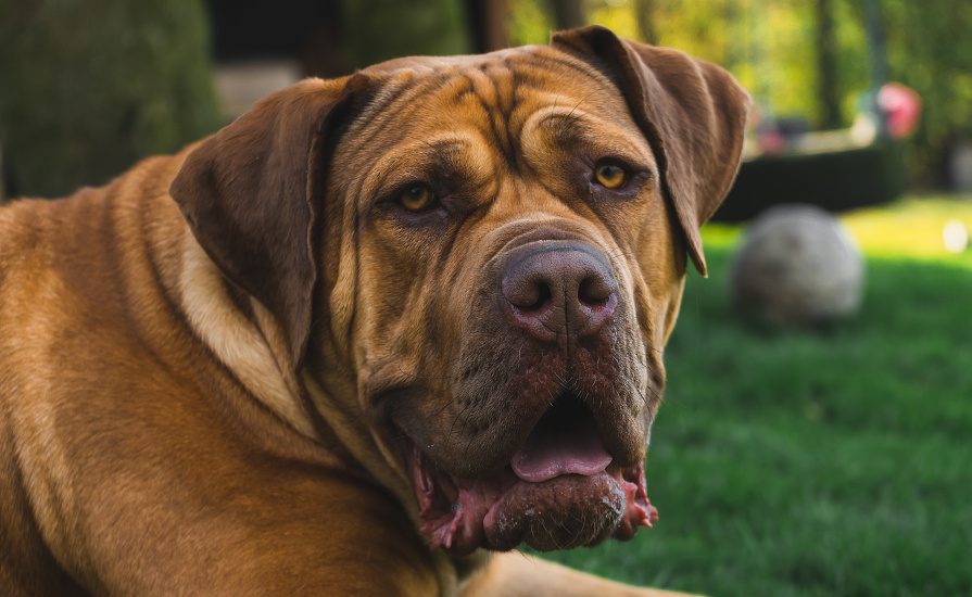 BÚRSKÝ BULDOK (Boerboel)