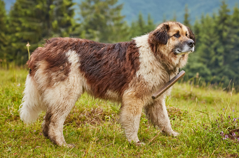 RUMUNSKÝ KARPATSKÝ OVČIAK
